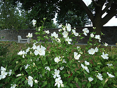 Wall of Honour with blooming Rose of Sharon
