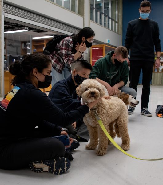 Students visit with two therapy dogs